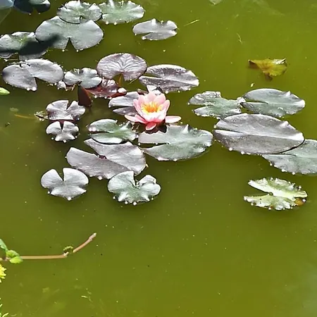 Kuca Donji Park * Becej