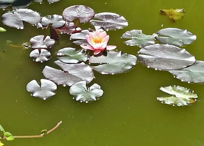 Kuca Donji Park * Bečej